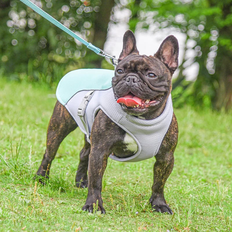 Dog Summer Cooling Vest with UV Protection