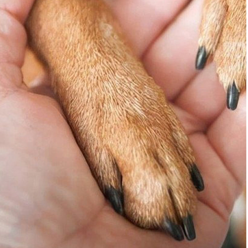 Wooden Pet Nail File with Replaceable Pads Gentle Paw Grooming Tool
