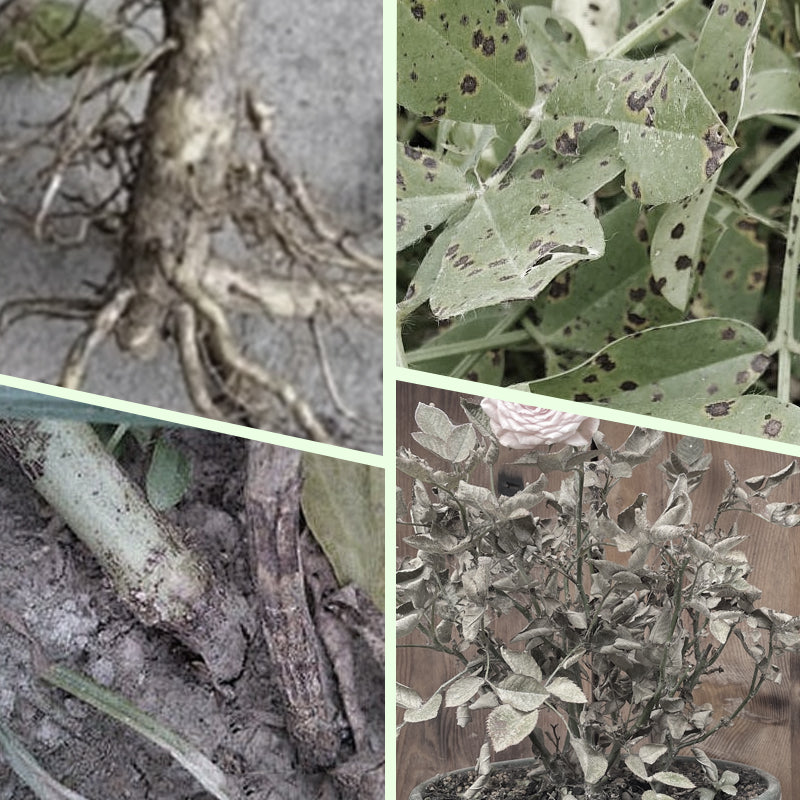 Long-Lasting Plant Food Sticks for Roots Leaves and Blooms