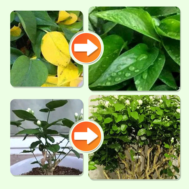 Long-Lasting Plant Food Sticks for Roots Leaves and Blooms