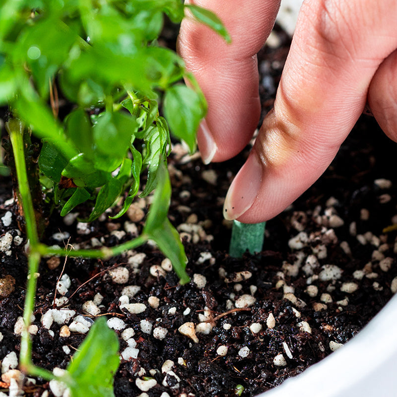 Long-Lasting Plant Food Sticks for Roots Leaves and Blooms
