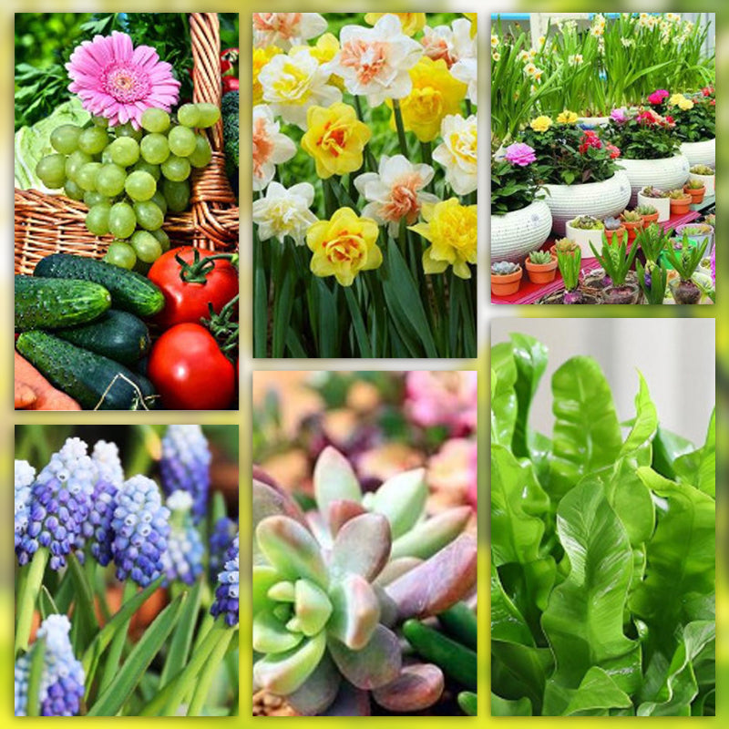 Long-Lasting Plant Food Sticks for Roots Leaves and Blooms