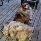 Premium Coat Brush for Cats and Dogs