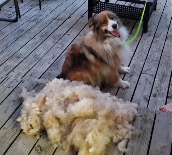 Premium Coat Brush for Cats and Dogs